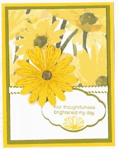 Daisy Delight